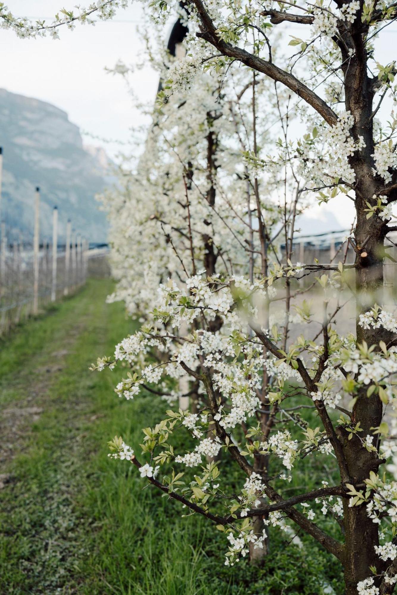 Appartamenti Maso Giare Arco Luaran gambar